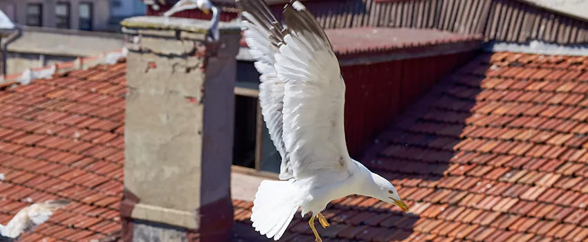 Residential Chimney Animal Removal Solution in Anderson, SC