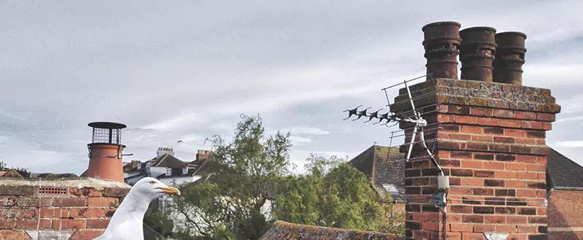 Chimney Cleaning And Restoration in Anderson, South Carolina